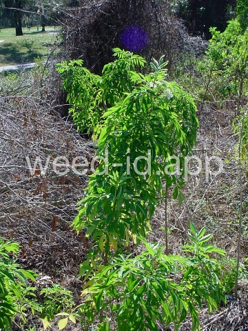 elderberry, common